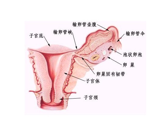 卵巢囊肿是由哪些因素引起的？